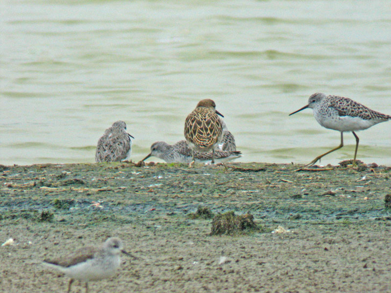 Ruff (Philomachus pugnax)
