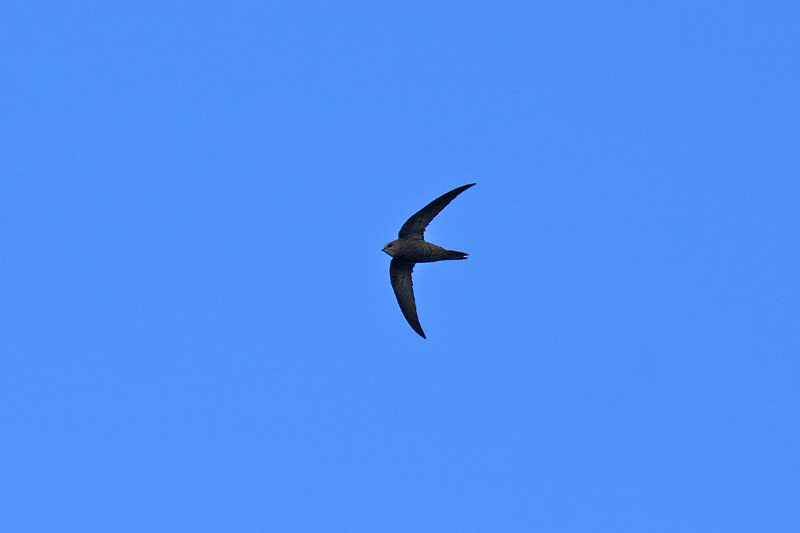 Pallid Swift (Apus pallidus)