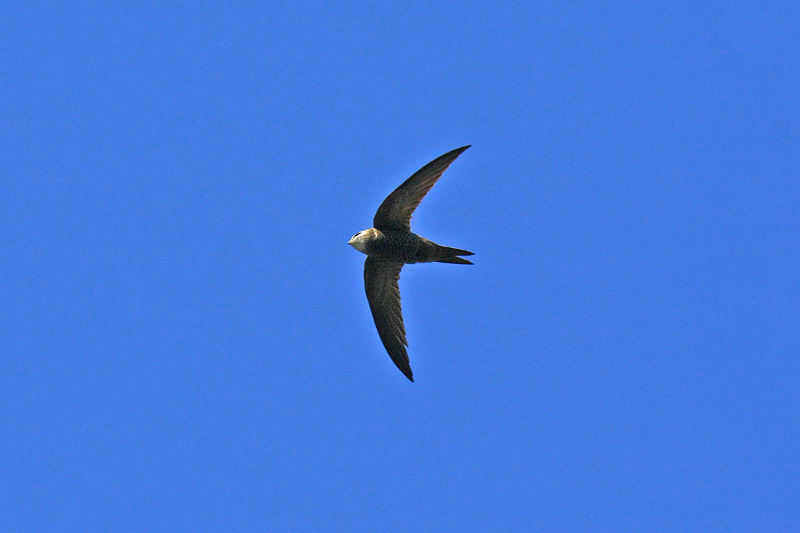 Pallid Swift (Apus pallidus)
