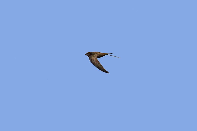Pallid Swift (Apus pallidus)