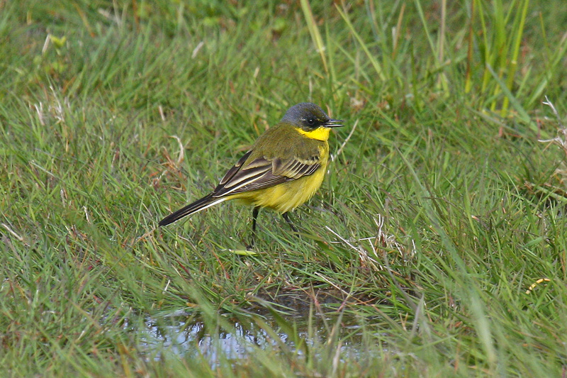 Grey-headed Wagtail (Motacilla flava thunbergi)