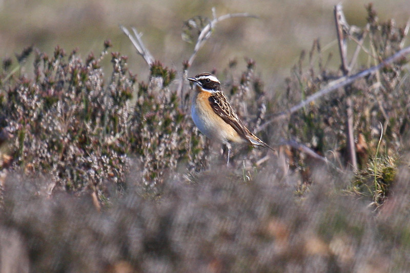 Whinchat (Saxicola rubetra)
