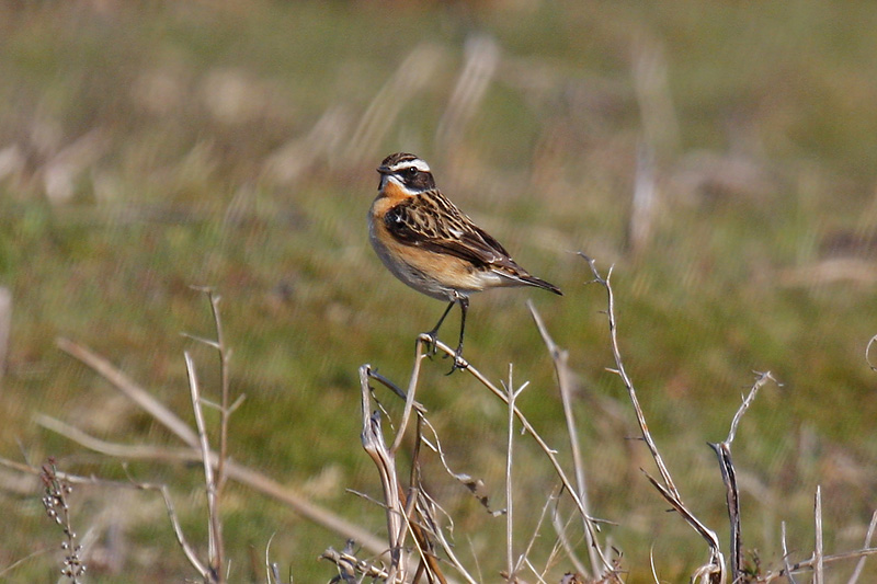 Whinchat (Saxicola rubetra)