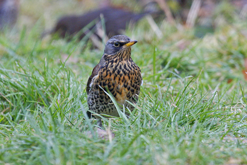 Fieldfare (Turdus pilaris)