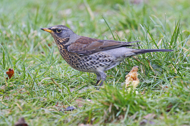 Fieldfare (Turdus pilaris)