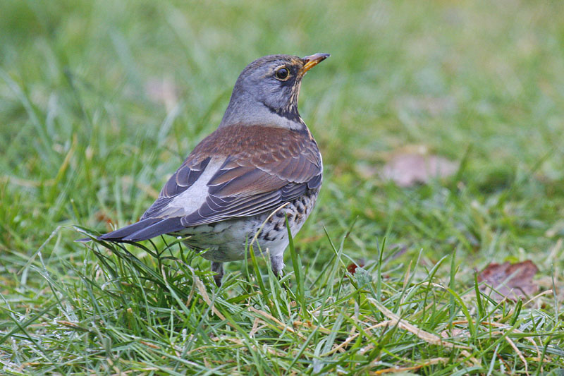 Fieldfare (Turdus pilaris)