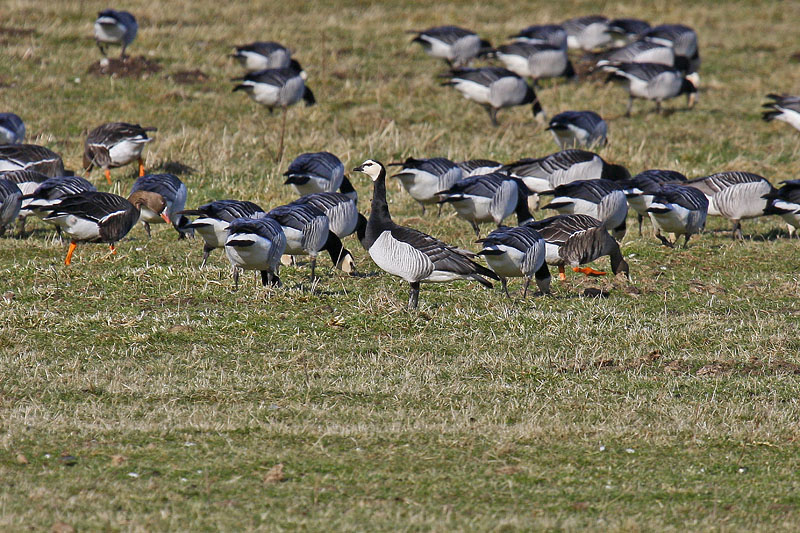 Barnacle Goose (Branta leucopsis)