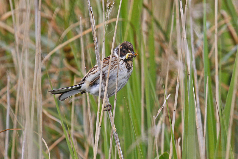 Reed Bunting (Emberiza schoeniclus)