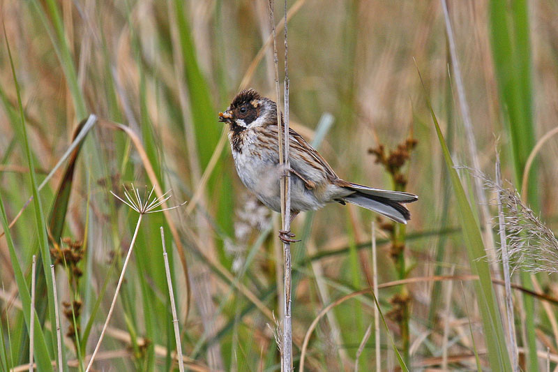 Reed Bunting (Emberiza schoeniclus)