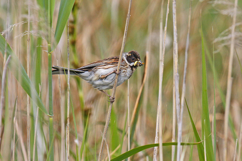 Reed Bunting (Emberiza schoeniclus)