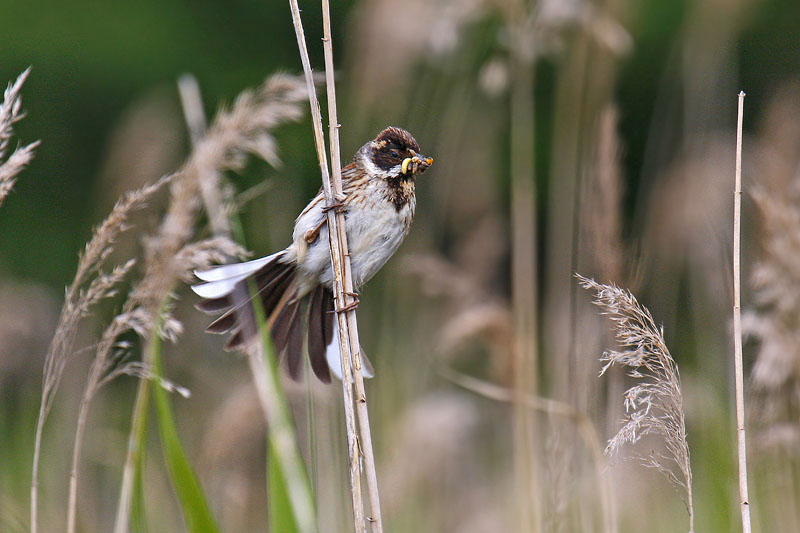 Reed Bunting (Emberiza schoeniclus)
