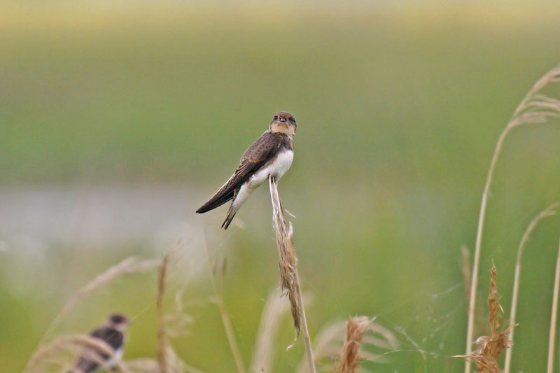 Sand Martin (Riparia riparia)
