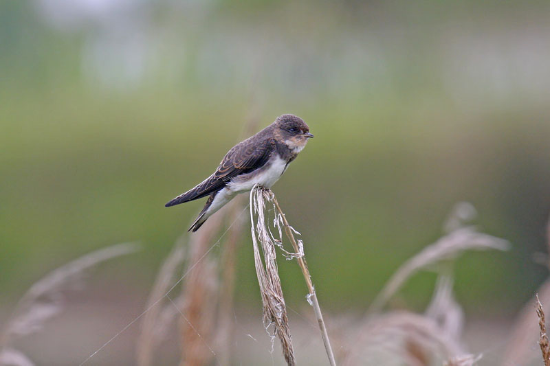 Sand Martin (Riparia riparia)
