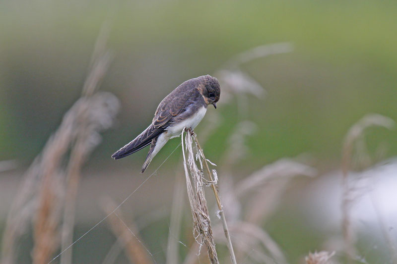 Sand Martin (Riparia riparia)