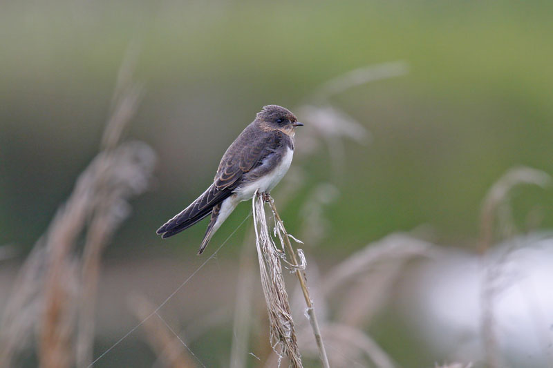 Sand Martin (Riparia riparia)