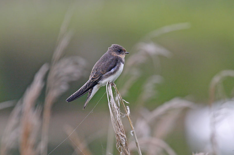 Sand Martin (Riparia riparia)