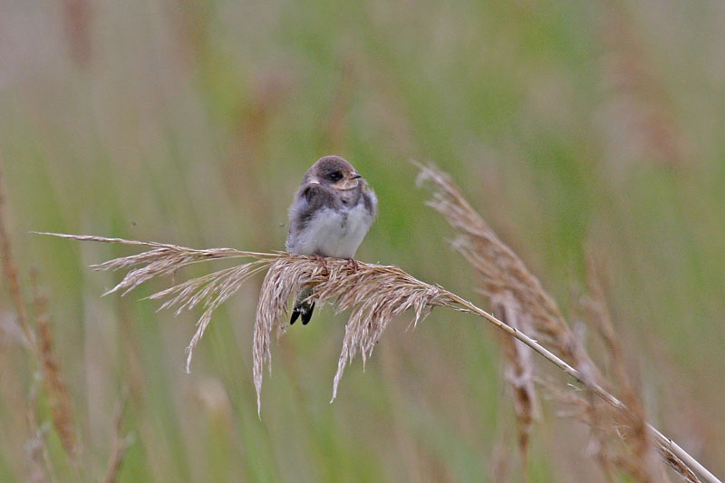 Sand Martin (Riparia riparia)