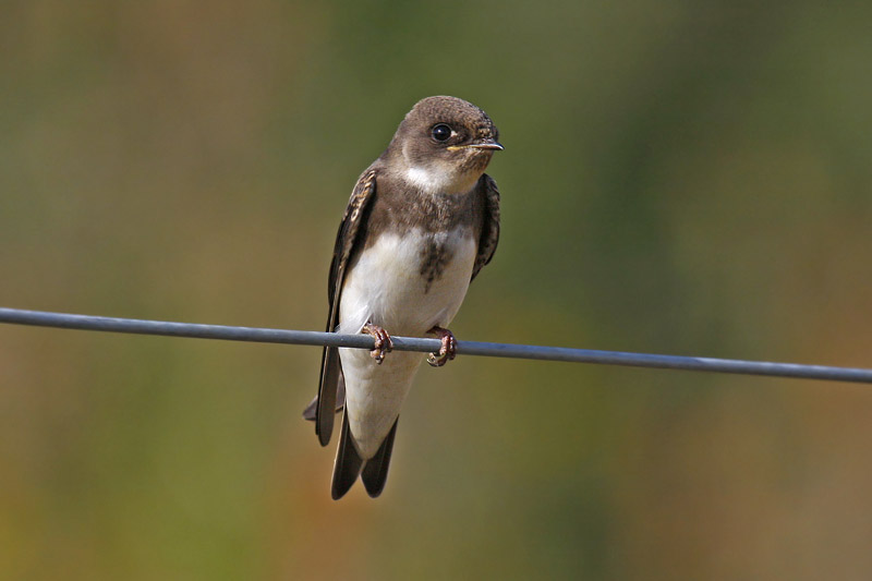 Sand Martin (Riparia riparia)