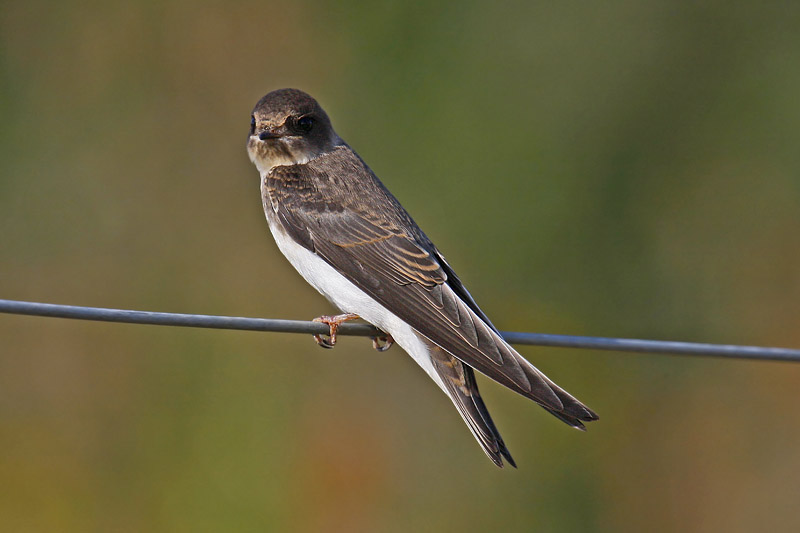 Sand Martin (Riparia riparia)