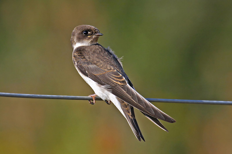 Sand Martin (Riparia riparia)