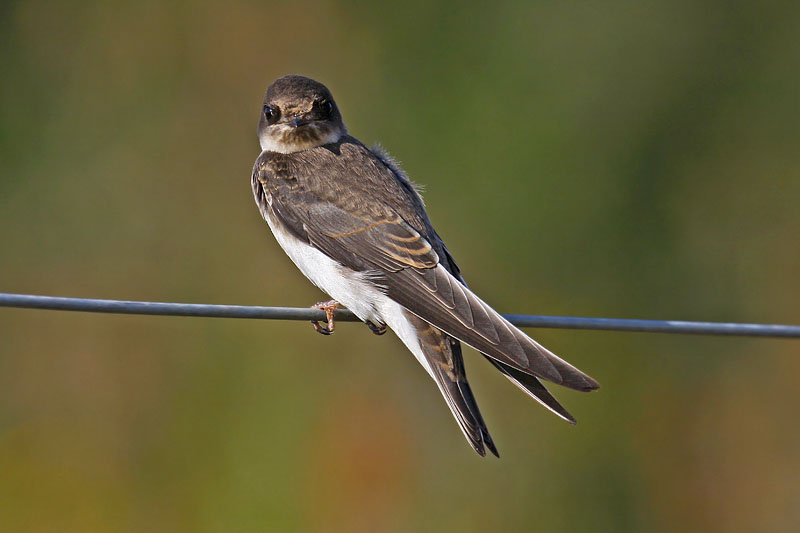 Sand Martin (Riparia riparia)