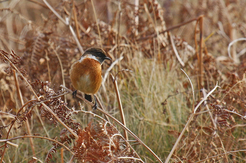 Stonechat (Saxicola torquata rubicola)