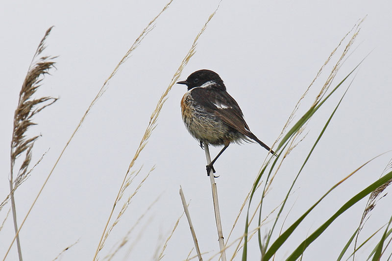 Stonechat (Saxicola torquata rubicola)