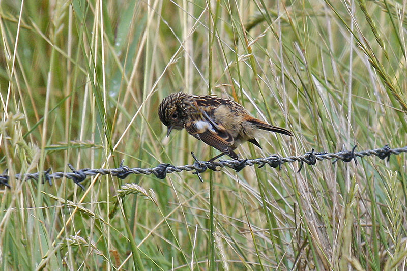 Stonechat (Saxicola torquata rubicola)