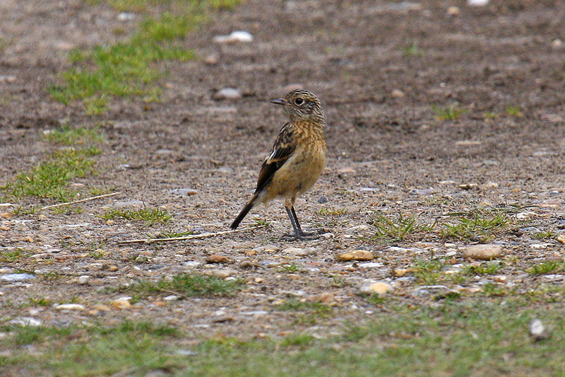 Stonechat (Saxicola torquata rubicola)