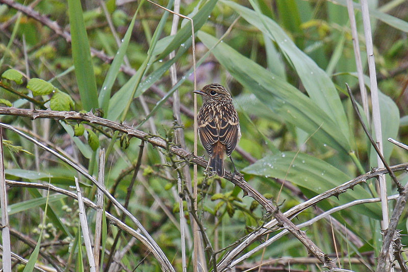 Stonechat (Saxicola torquata rubicola)