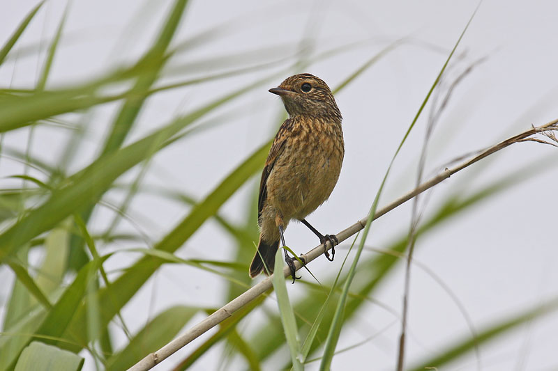 Stonechat (Saxicola torquata rubicola)