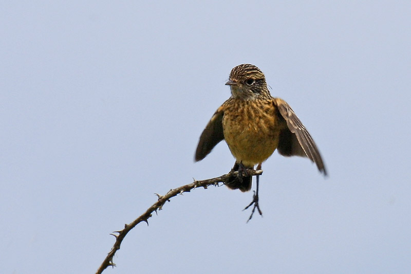 Stonechat (Saxicola torquata rubicola)