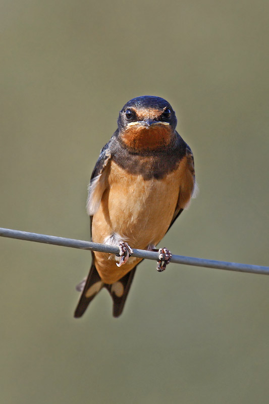 Barn Swallow (Hirundo rustica)