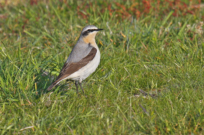 Greenland Wheatear (Oenanthe oenanthe leucorhoa)
