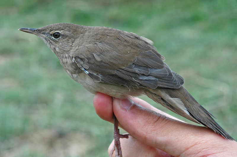 Savis Warbler (Locustella luscinioides)