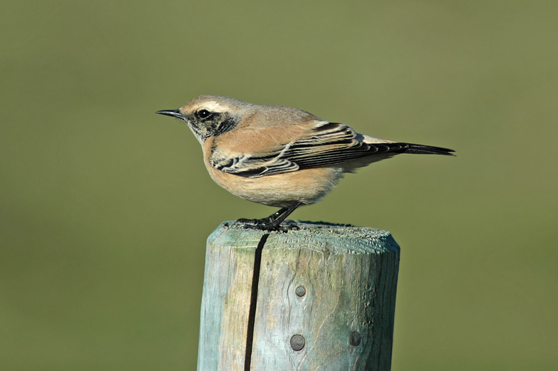 Desert Wheatear (Oenanthe deserti)