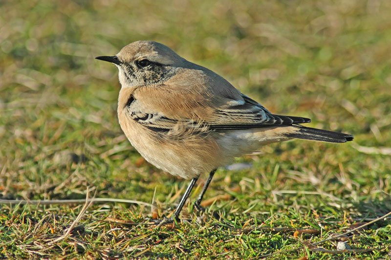 Desert Wheatear (Oenanthe deserti)