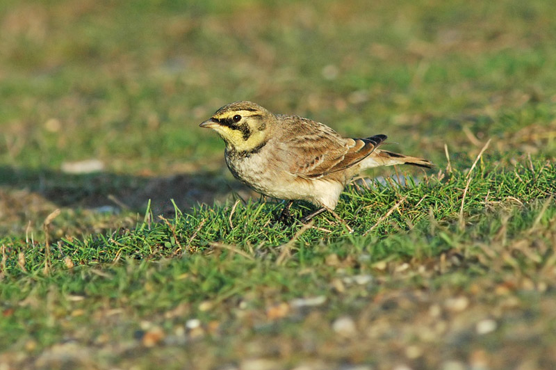 Shorelark (Eremophila alpestris flava)