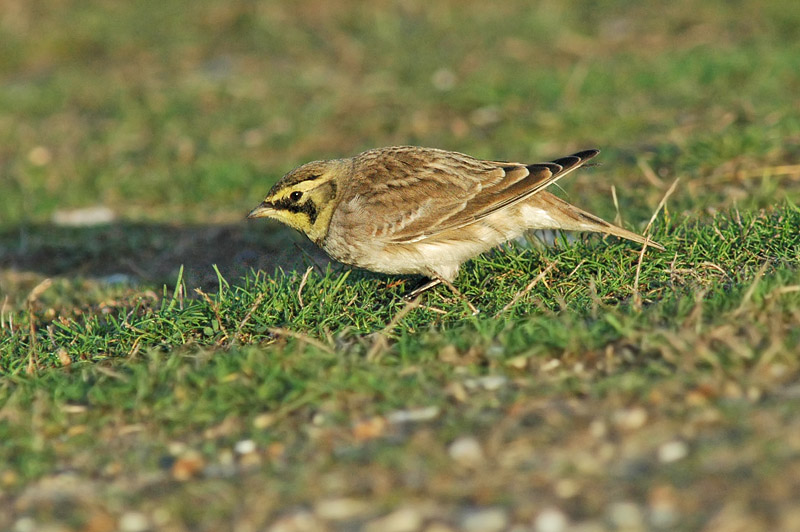 Shorelark (Eremophila alpestris flava)