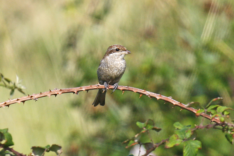 Red-backed Shrike (Lanius collurio)