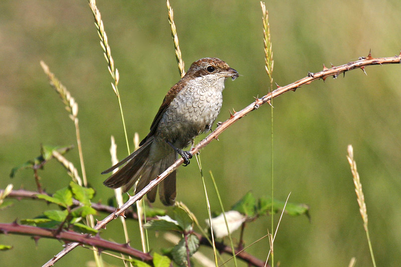 Red-backed Shrike (Lanius collurio)