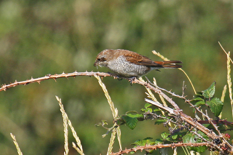 Red-backed Shrike (Lanius collurio)