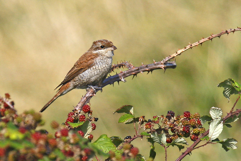 Red-backed Shrike (Lanius collurio)