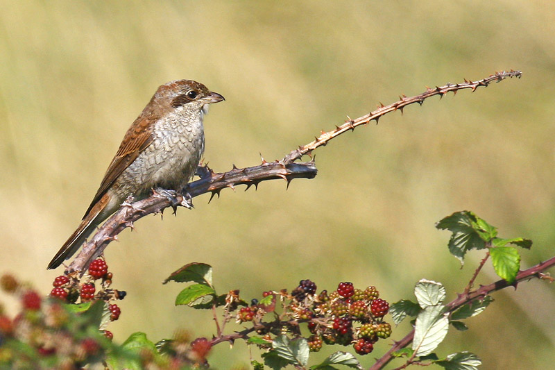 Red-backed Shrike (Lanius collurio)