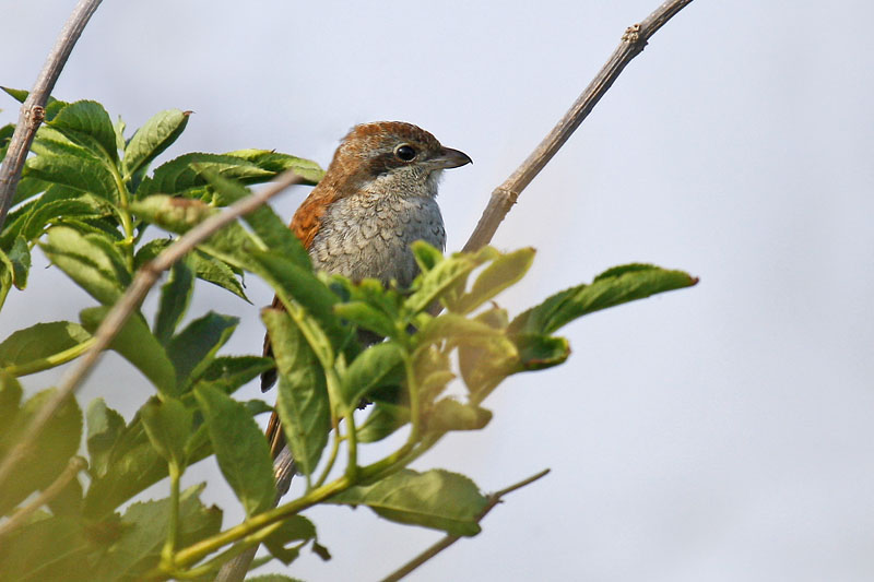 Red-backed Shrike (Lanius collurio)