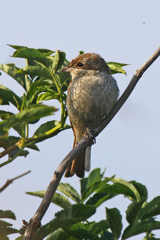 Red-backed Shrike (Lanius collurio)