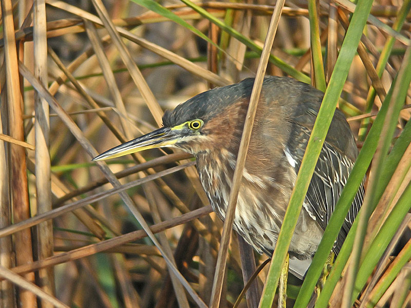 Green Heron (Butorides virescens)