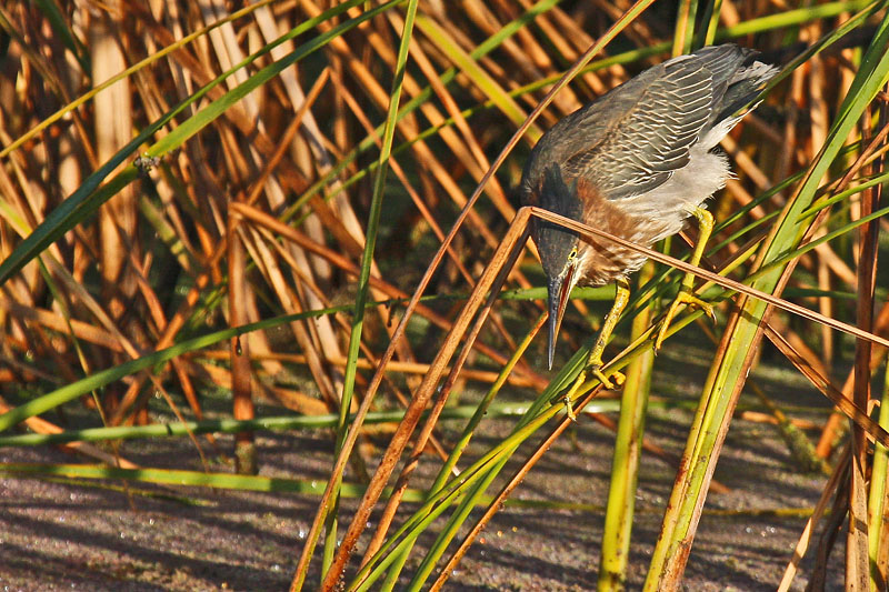 Green Heron (Butorides virescens)