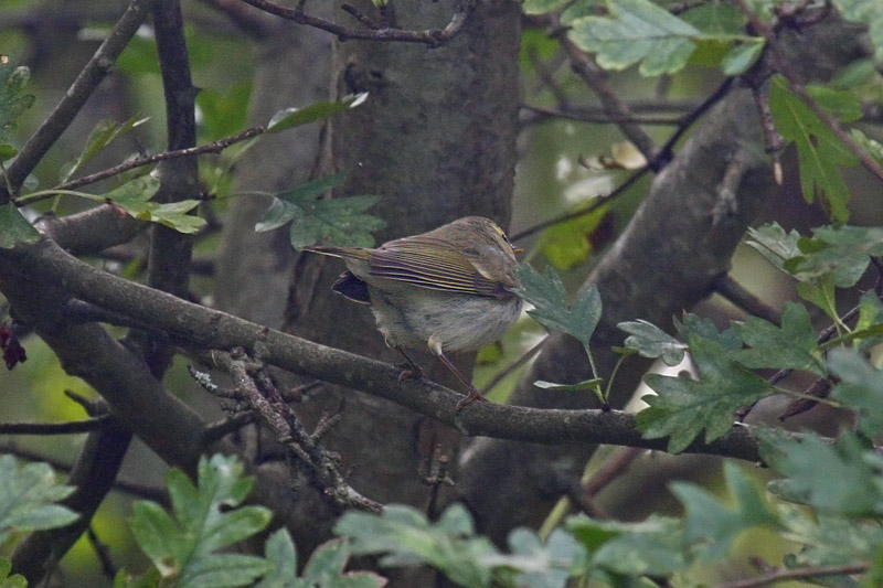 Greenish Warbler (Phylloscopus trochiloides)