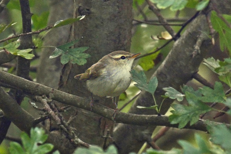 Greenish Warbler (Phylloscopus trochiloides)